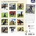 Black Labrador Retrievers 2017 Wall Calendar