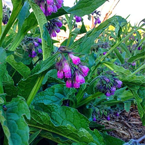 Chicoco Seeds, Flower Seeds, Garden Decorations - 100Pcs Medicinal Healing Herb Comfrey Radix Lithospermi Seeds Garden Yard Plant