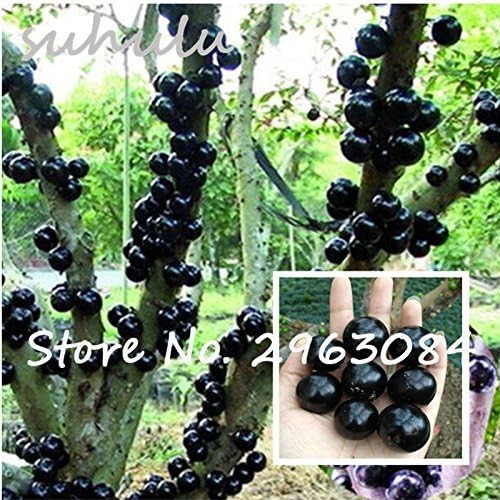 Ornamental Plant Plinia Cauliflora Seeds 100Pcs Family Myrtaceae Jabuticaba Fruit Seeds Novel Plant Brazilian Grape Tree Seeds