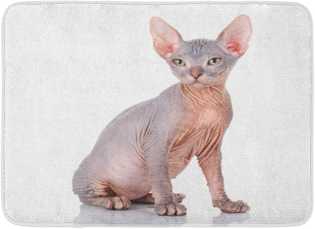 Tapis De Bain Flanelle Tissu Absorbant Doux Sphynx Chat Chauve De Race Sphinx Chaton Nu Sans Laine Sans Poils Confortable Tapis Decoratif Antiderapant Pour Salle De Bains Amazon Fr Cuisine Maison