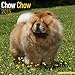 Chow Chow Calendar - Breed Specific Chow Chow Calendar - 2015 Wall calendars - Dog Calendars - Monthly Wall Calendar by Avonside