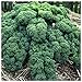 Earthcare Seeds Kale Blue Scotch Curled 500 Seeds - Non GMO - Heirloom - Open Pollinated primary