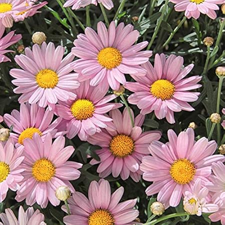 Amazon マーガレット ローリー 一重のかわいいピンクのマーガレット １株 花苗 宿根草 栄養系 苗 花の苗 花