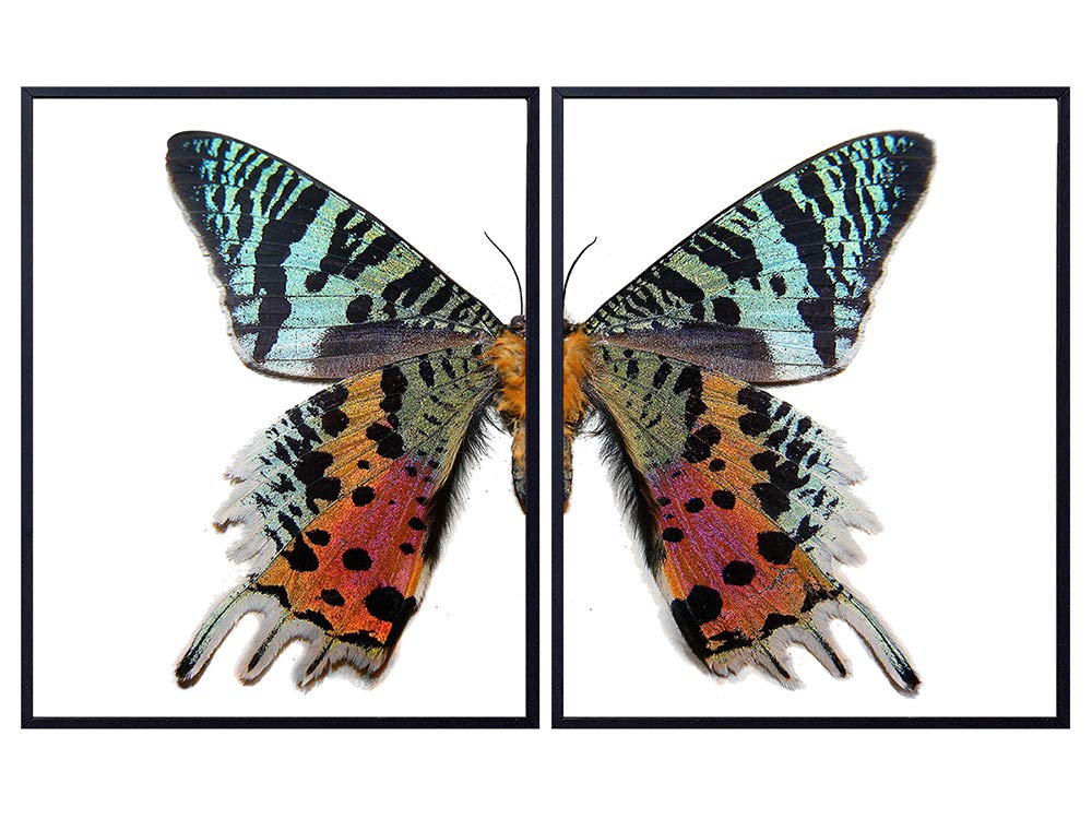 Amazon Com Butterfly Wall Decor Set Cute Home Decoration Wall Art For Bedroom Living Room Bathroom Office Unique Gift For Women Woman Wife Her Girlfriend Teens Girls 8x10 Unframed Poster