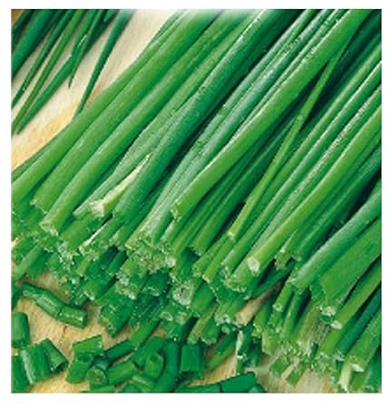 500 aprox - Schnittlauch Samen - Allium Schoenoprasum In Originalverpackung Made in Italy - Kräuter Zwiebeln