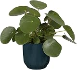 elho Vibes Fold Round 22 Flower Pot 100% Recycled Plastic Ø22cm Blue view 5
