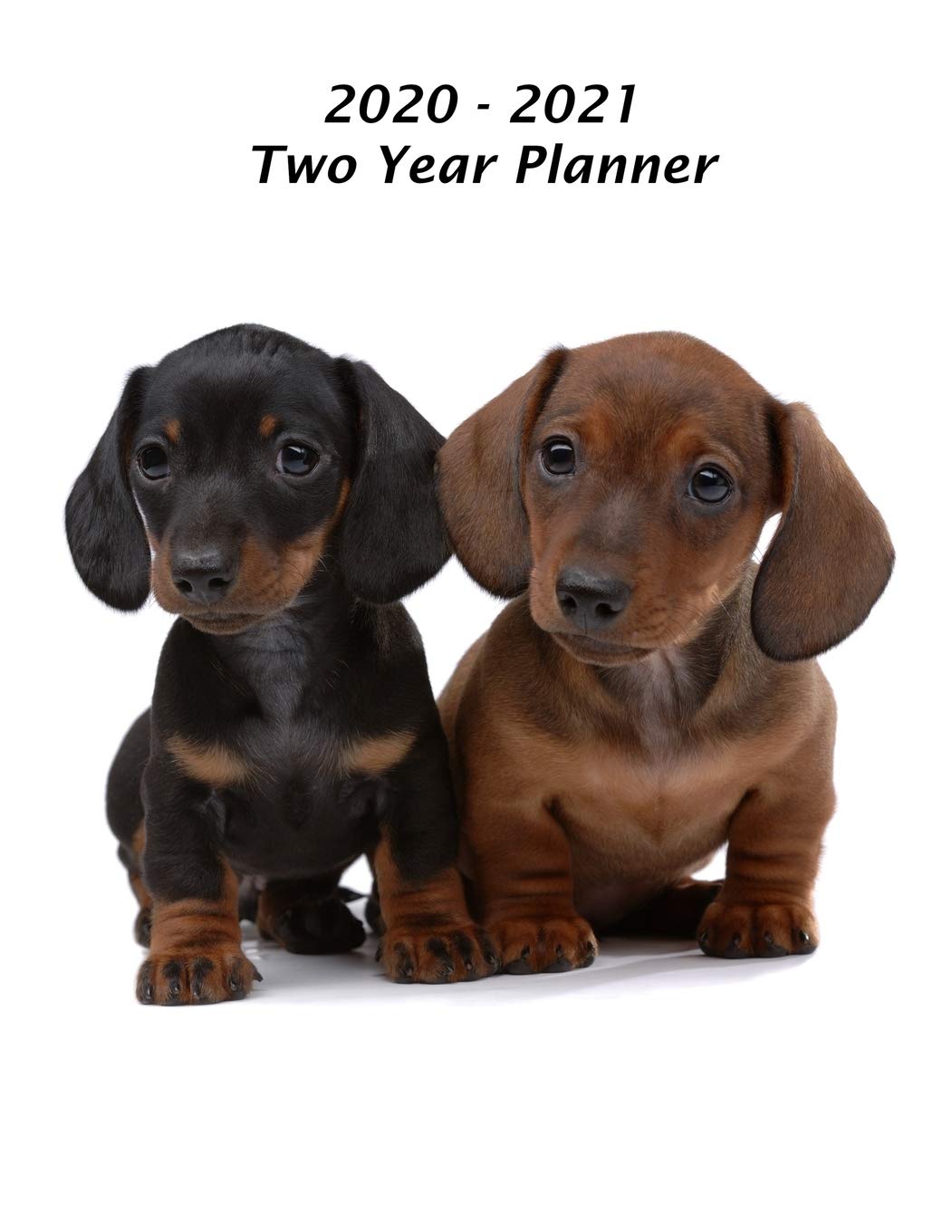 cute dachshund puppies