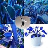 Trenton 100Pcs Blue Dionaea Muscipula Giant Venus