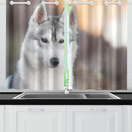 Jincaii Husky Sibérien Chien Couleur Gris Blanc Cuisine