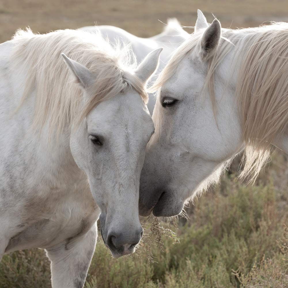 International Graphics - Finished Picture - Jorge, Llovet - ''We have some Secrets''- 30 x 30 cm - Direct printing on acrylic glass