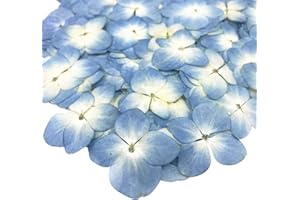 BWESOO 12Pcs Blue Preserved Dried Flowers Plant,Wide Applications Dried Pressed Flowers and Leaves, Pressed Dried Flower Plant Specimen Epoxy Resin Phone Decor DIY Accessory - Sky Papermaking Supplies