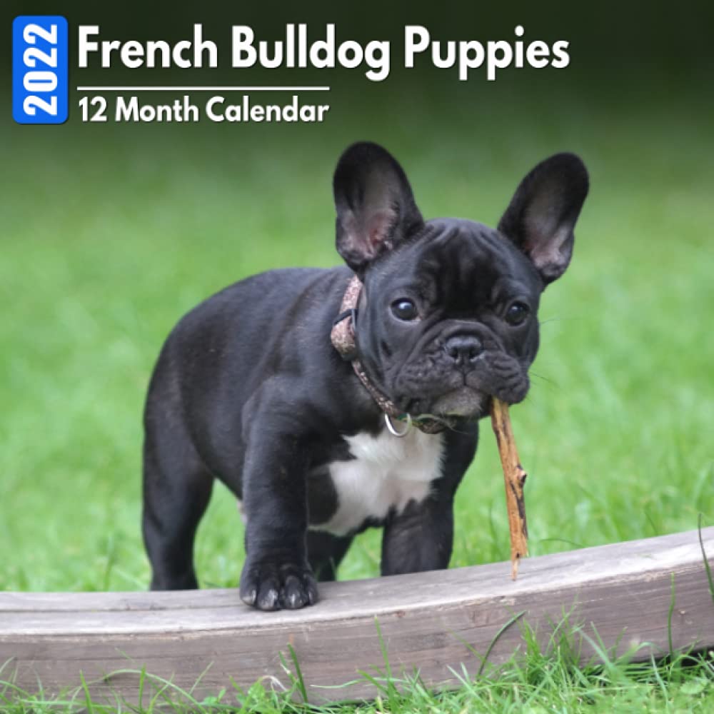 Quotes About French Bulldogs Amazon.in: Buy Calendar 2022 French Bulldog Puppies: Cute French Bulldog  Puppy Photos Mini Calendar A Monthly Square Book Planner With Inspirational  Quotes Each Month Book Online At Low Prices In India |