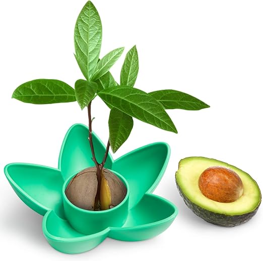 HENMI Kit de Crecimiento del árbol de Semillas de Aguacate Kit de ...