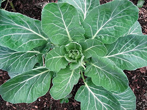 Harley Seeds 100 Giant Georgia Southern Collard Seeds - Heirloom Non-GMO USA, Heat Cold Tolerant Huge Yields