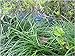 LeBeila Dragonfly Outdoor Decor for Yard Planter Decorations Gardening Stakes 3D Dragonfly Art Craft Garden Ornament and Patio Yard Party Pot Flower Decals Statues 7 CM (10, Blue)