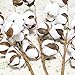 Coceca Cotton Stems - 3 Pack 10 Balls Per Stem - 23 Inch Farmhouse Display Filler-Foral Decoration