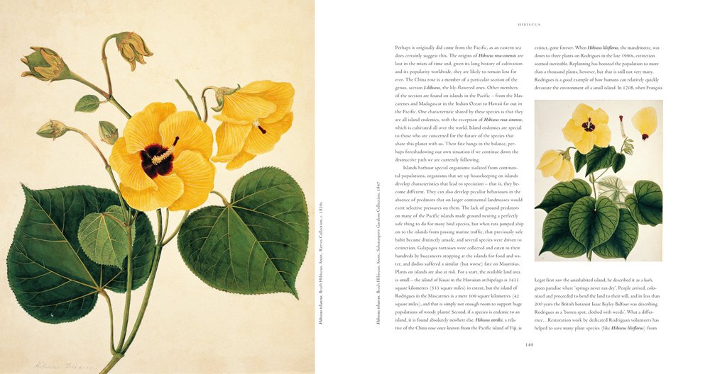 Flora The Art Of Plant Exploration Knapp Sandra 8601415931464 Amazon Com Books