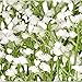 WinnsFlora 10 Branches (Pcs) Gypsophila Baby Breath Artificial Flower Bouquet, Approx. 900 Beautiful White Flowers for Wedding Bridal Party Home Floral Arrangement Decor
