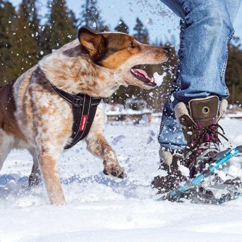 EzyDog Premium Chest Plate Custom Fit Reflective NoPull Padded Comfort