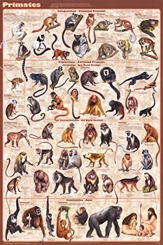 Laminated Primates Educational Science Chart Print Poster 24x36