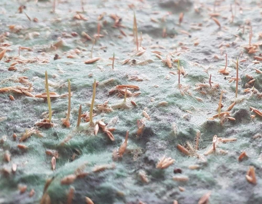 Biologisch abbaubare Rasenmatten