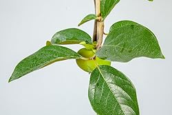 Perfect Plants Fuyu Asian Persimmon Tree, Live