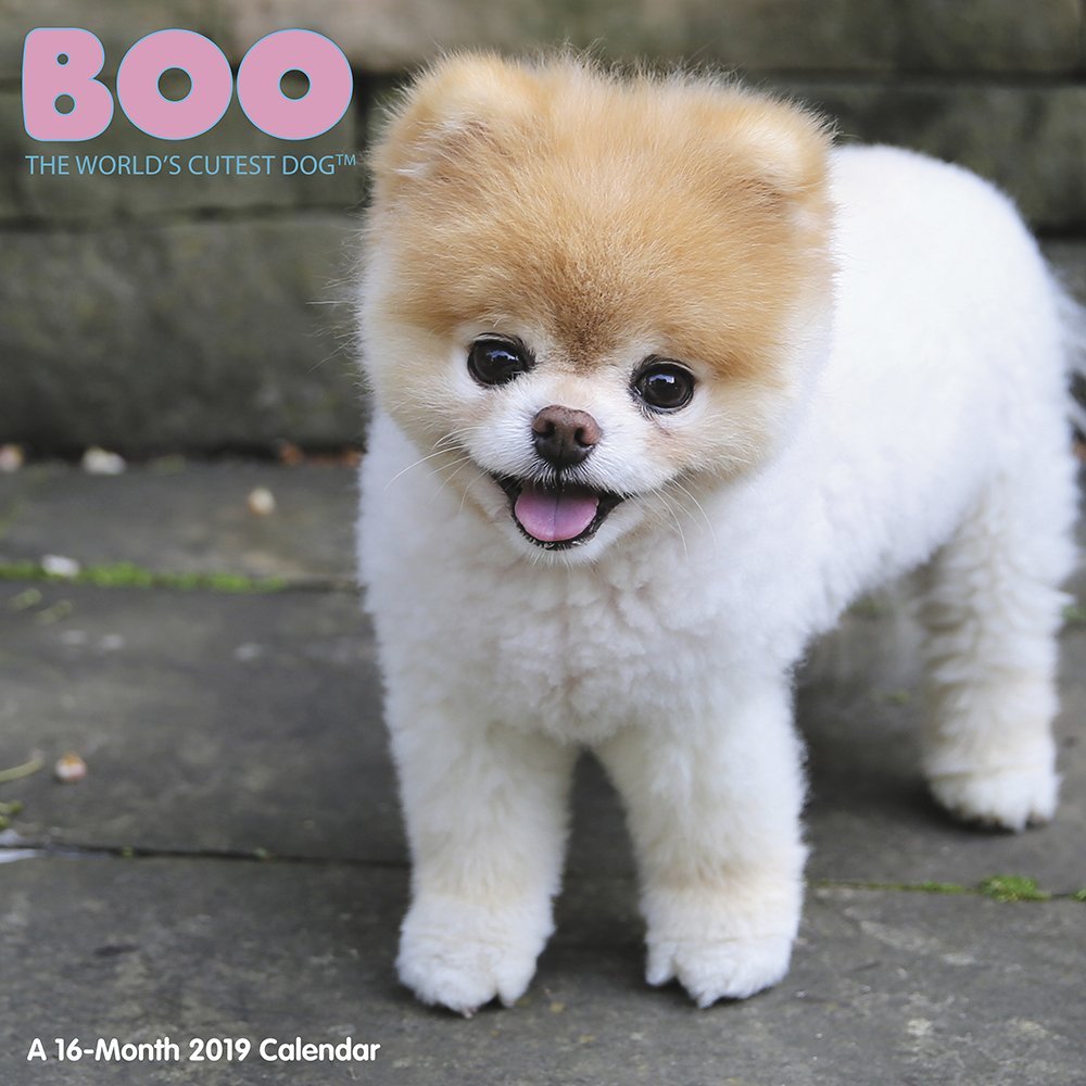 cutest dog breed in the world 2018