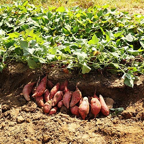 Potato Plant Pictures Clashing Pride