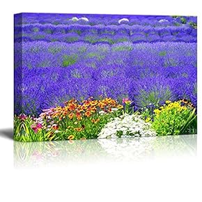 Beautiful Scenery of Lavender Field with Multicolored Flowers Wall Decor