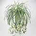 Crt Gucy Artificial Plants Silk Greenery Chlorophytum Leaves Tropical Grass Fake Plants For Home Kitchen Dining Table Garden Wedding Mini Pot Outdoor Décor