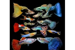 Swimming Creatures 6 Assorted Male Fancy Guppy Live Tropical Freshwater Aquarium Fish