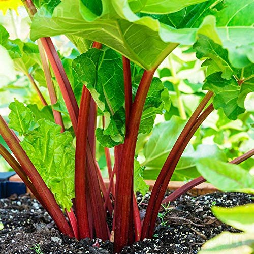 Rhubarb Seeds Pie Plant Around 50 Seeds - Thumbnail 4
