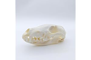 ZONYANSO Natural Animal Skull Real Bone Specimen Taxidermy Fox Skull Raccoon Dog Skull Cat Skull Mink Skull Turtle Skull Science Education Special Gift (Fox Skull)