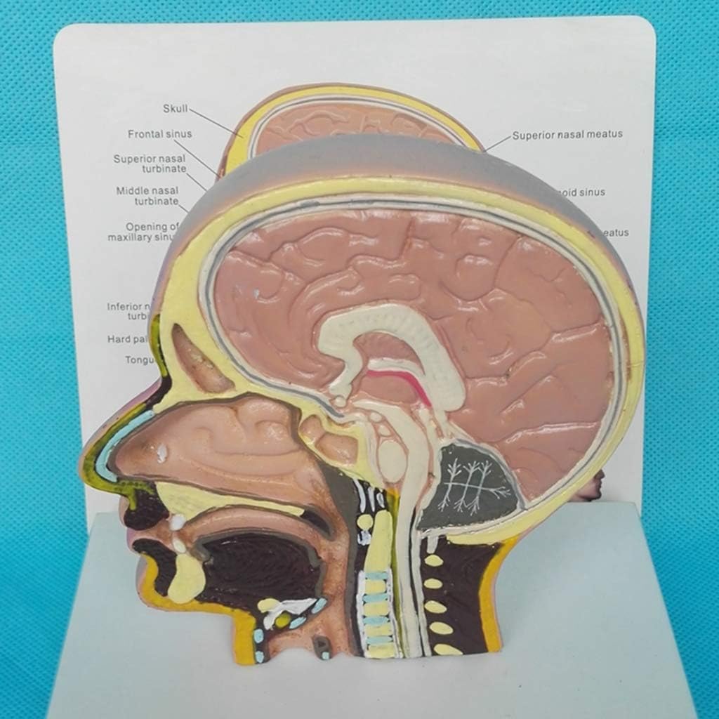 FHUILI Human Anatomical Half Head Face Model Medical Brain Neck Median