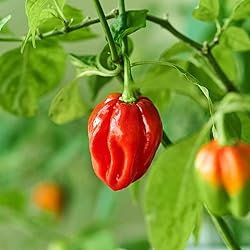 Eden Brothers Hot Pepper Seeds - Habanero Red