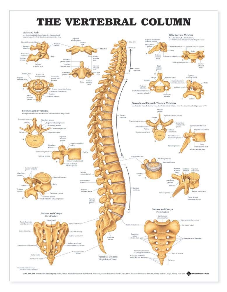 Anatomical Chart Vertebral Column Chart Laminated Poster 20" x 26" Living Room Decor