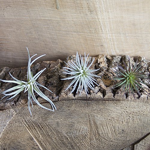 CHIVE Artificial Air Plants — Bulk Set of 5, Small — Ultra Realistic