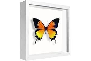 TouYinger 5x5 Small Shadow Box Frame Display Case, Display Case Box for Memorabilia, Medal, Wedding Memories, Crafts, Tickets