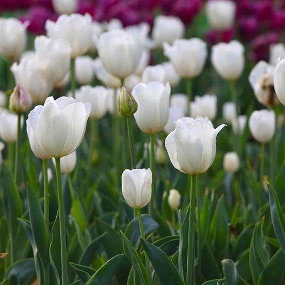 2Pcs White Tulip Bulbs Hardy Perennial Herbs Garden Planting Spring