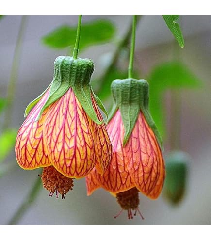 Amazon.com : Japanese Lantern - Heirloom Tropical Hibiscus