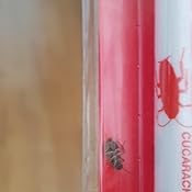 Ecogel Cucarachas Jeringa 10 Gramos, Transparente, Talla Única ...