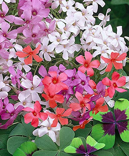 Indian Meadows Oxalis Flower Bulbs Mix For Kitchen Garden Balcony