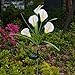 Chasgo Solar Decorative Garden Stake Light Outdoor, Led Lighting Calla Lily Flower Solar Graden Light Outdoor Stake, White Cally Lily Flower
