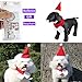 Bolbove Pet Adjustable Christmas Santa Hat + Scarf for Small Dogs & Cats Holiday Accessory (Free Size)