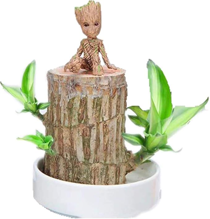 Brazilian Wood Potted Plants Clean Air Lucky Wood Groot Plant Pot Hydroponic Plants Hydroponic