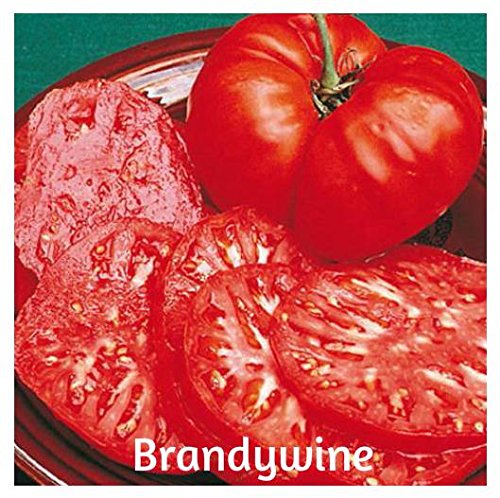 100 Brandywine Tomato Seeds