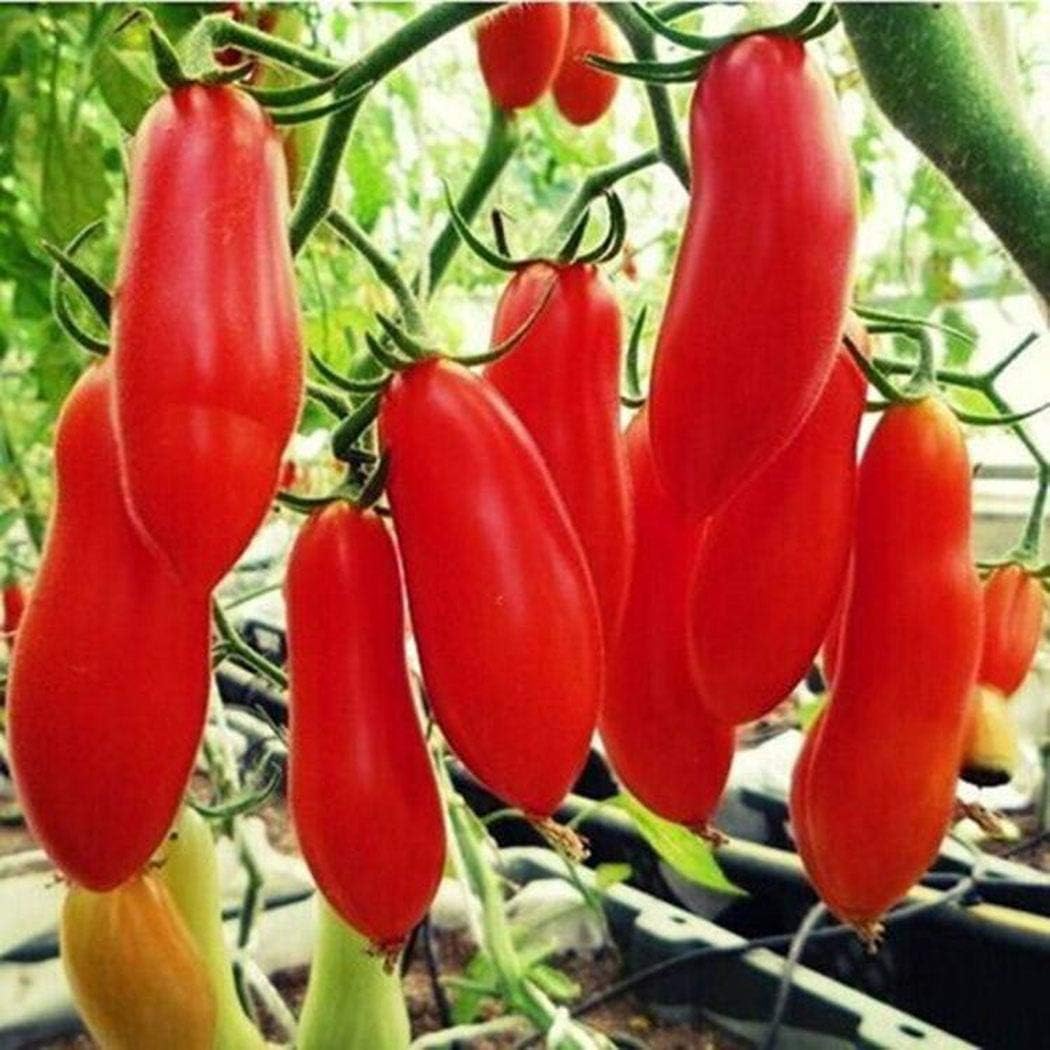 Elever 50 Pcs Tomatoes Seeds, New Nice Giant Red Banana Tomato Seeds Vegetable Juicy Fruit Seeds