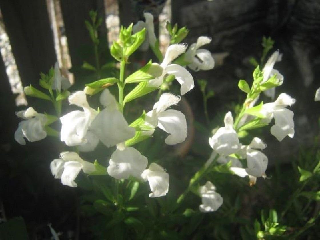 SVI salvia greggii 'Navajo White'-Pure White Flowers-Autumn sage-10 Fresh Seeds