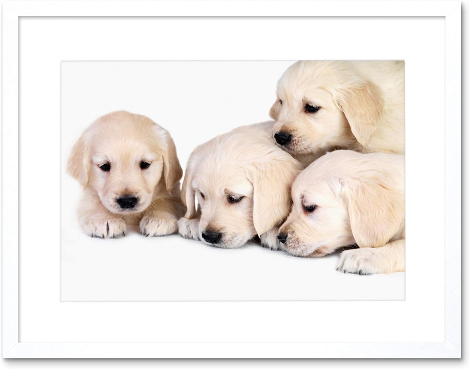 golden retriever dog baby