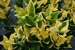 Ligustrum Japonicum Howardi - 1 Live Quart Size